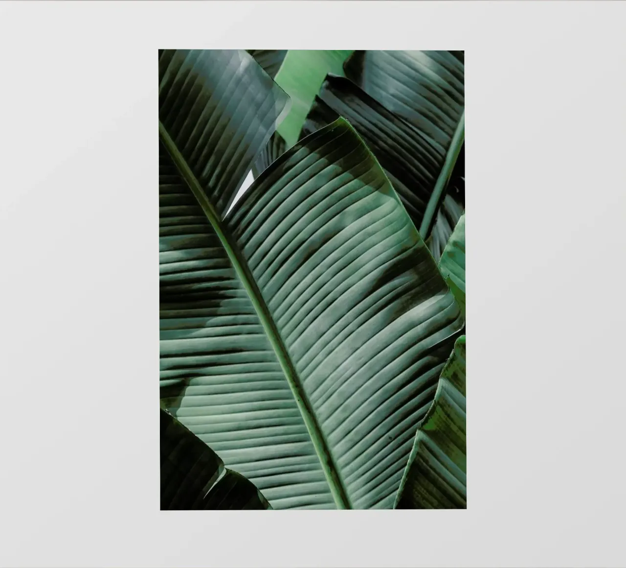 Natal pellicola backlit da Shot By Clint