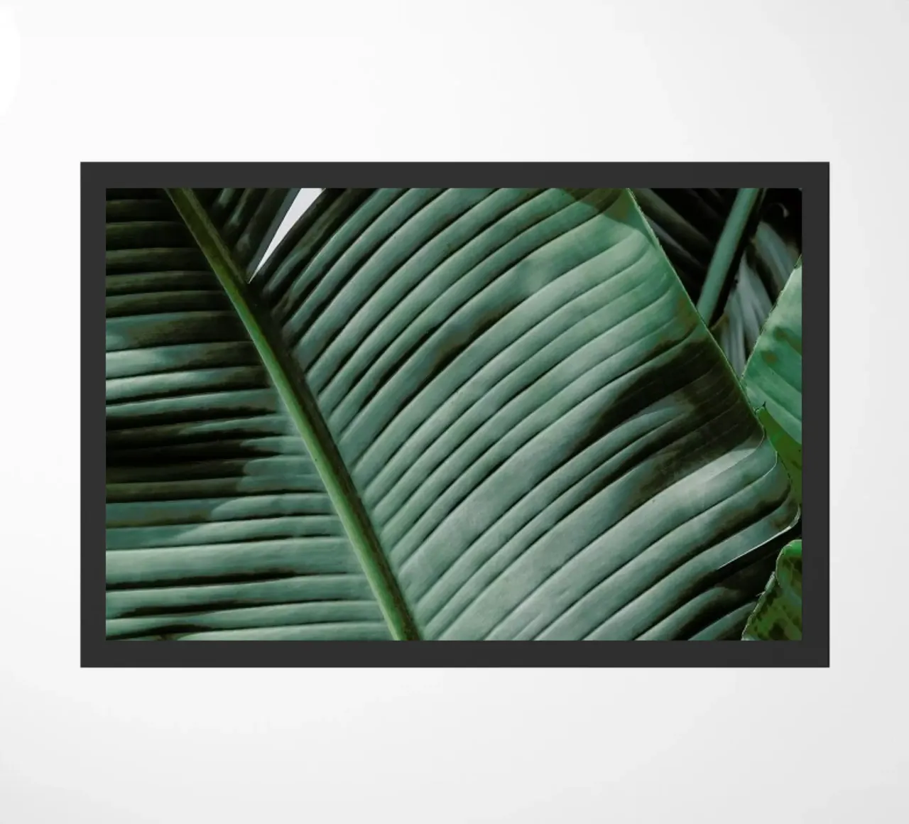 Natal zerbino da Shot By Clint