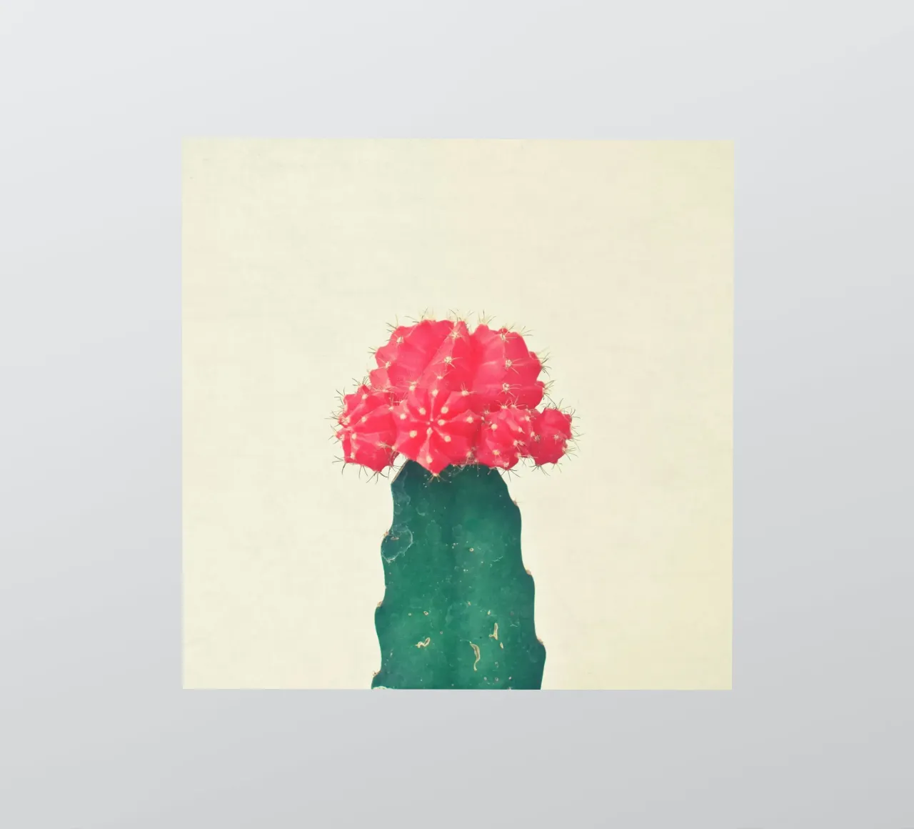 Cactus rojo a cuadros pegatina de Cassia Beck Photography