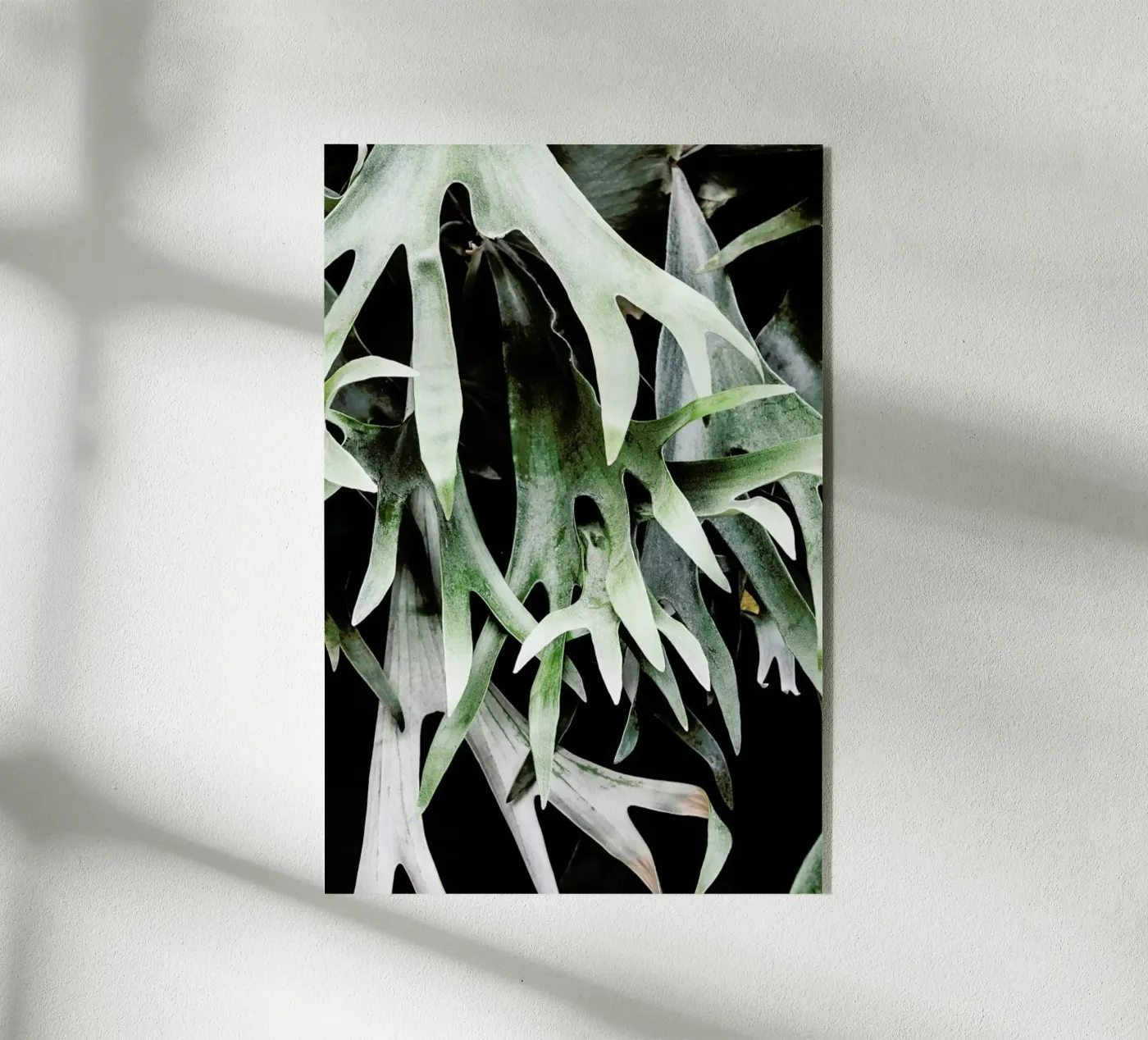 Stag acrylic glass by Shot By Clint