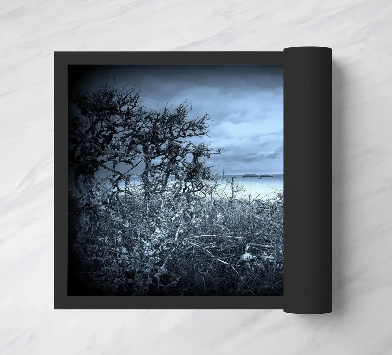 BW43 zerbino da Thierry vobmann photography