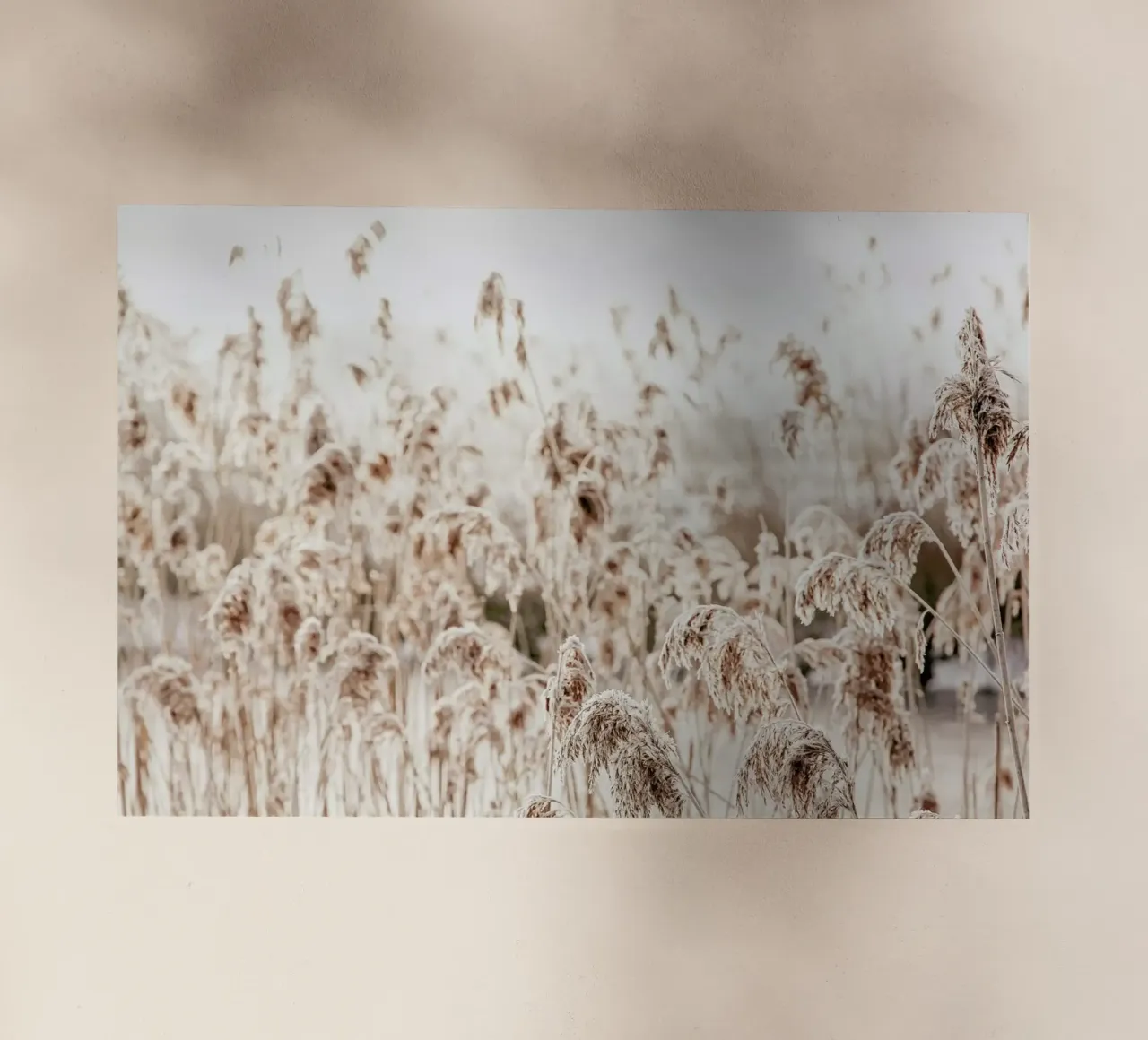 Wild Reeds pellicola backlit da Monika Strigel