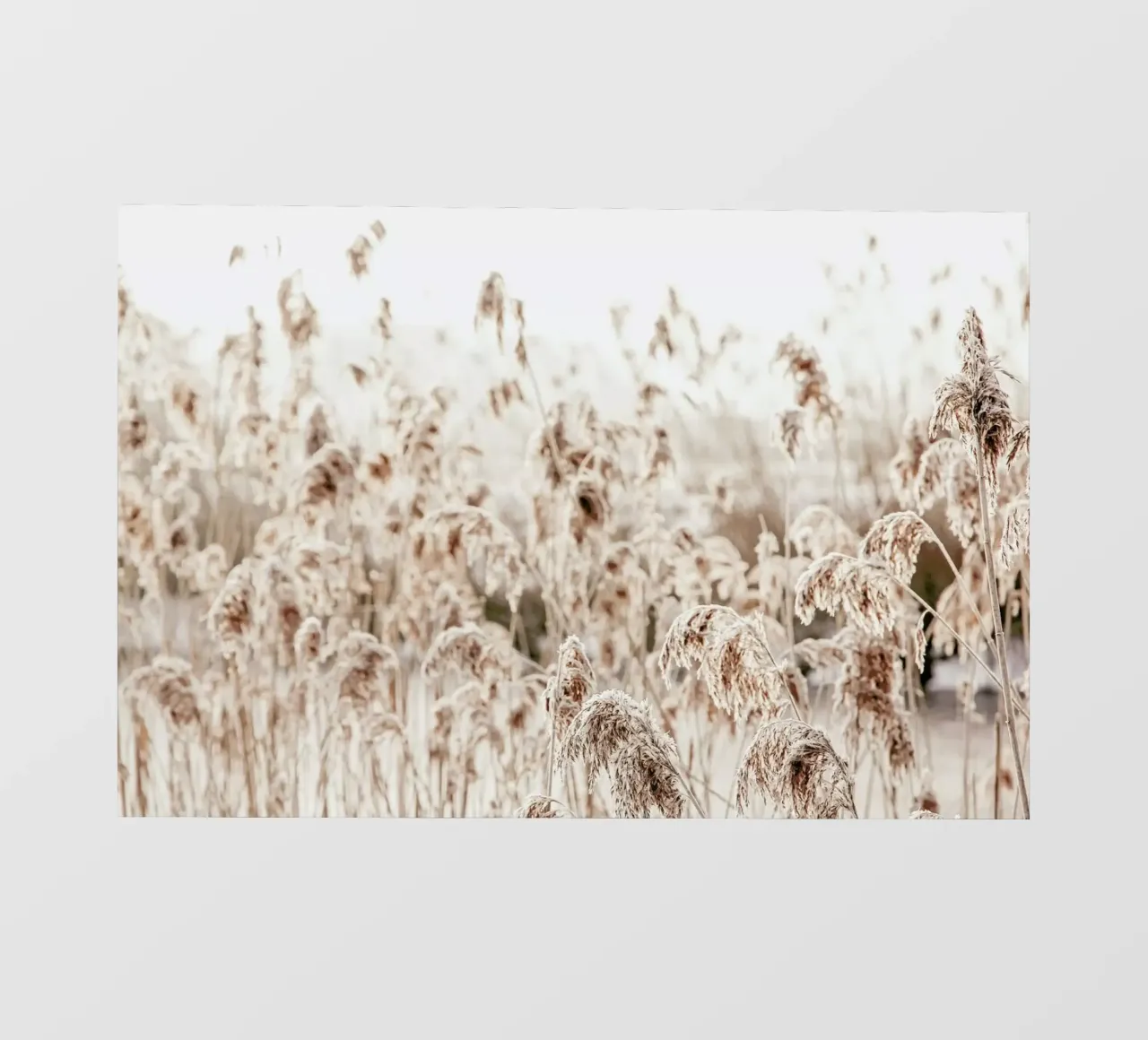 Wild Reeds pellicola backlit da Monika Strigel