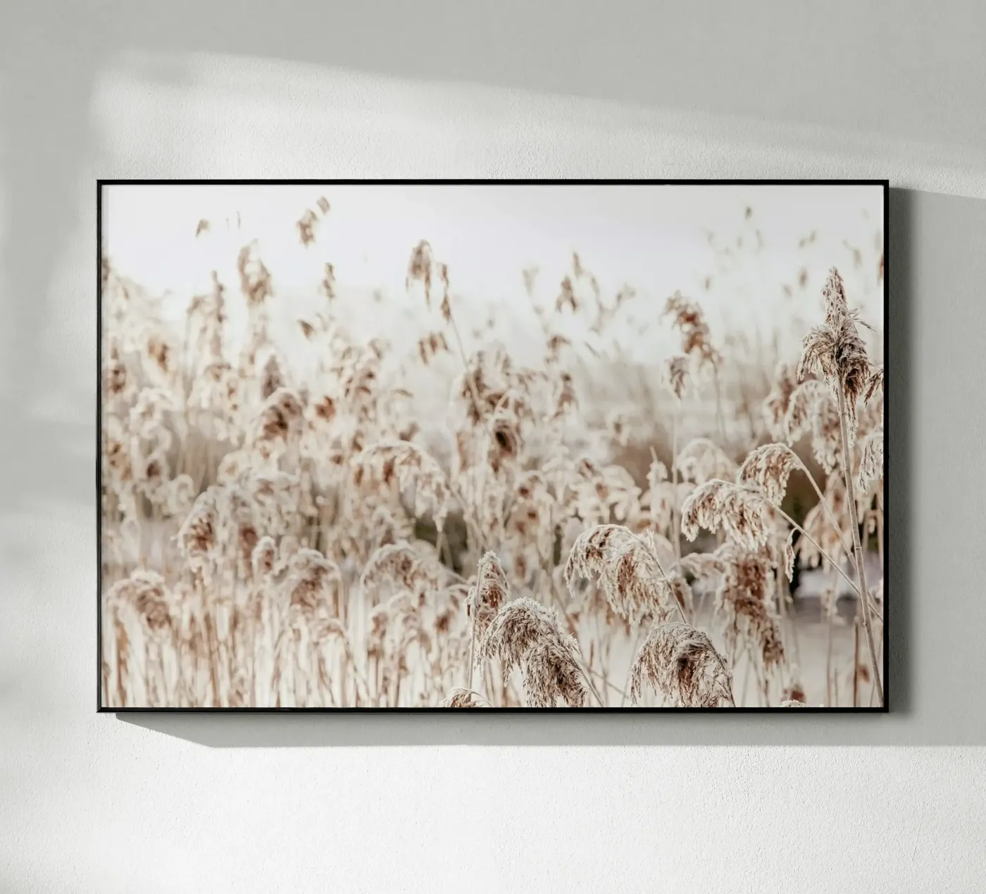 Wild Reeds plexiglass da Monika Strigel