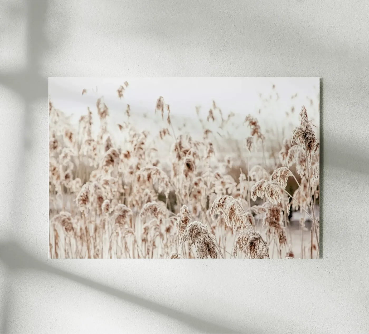 Wild Reeds plexiglass da Monika Strigel