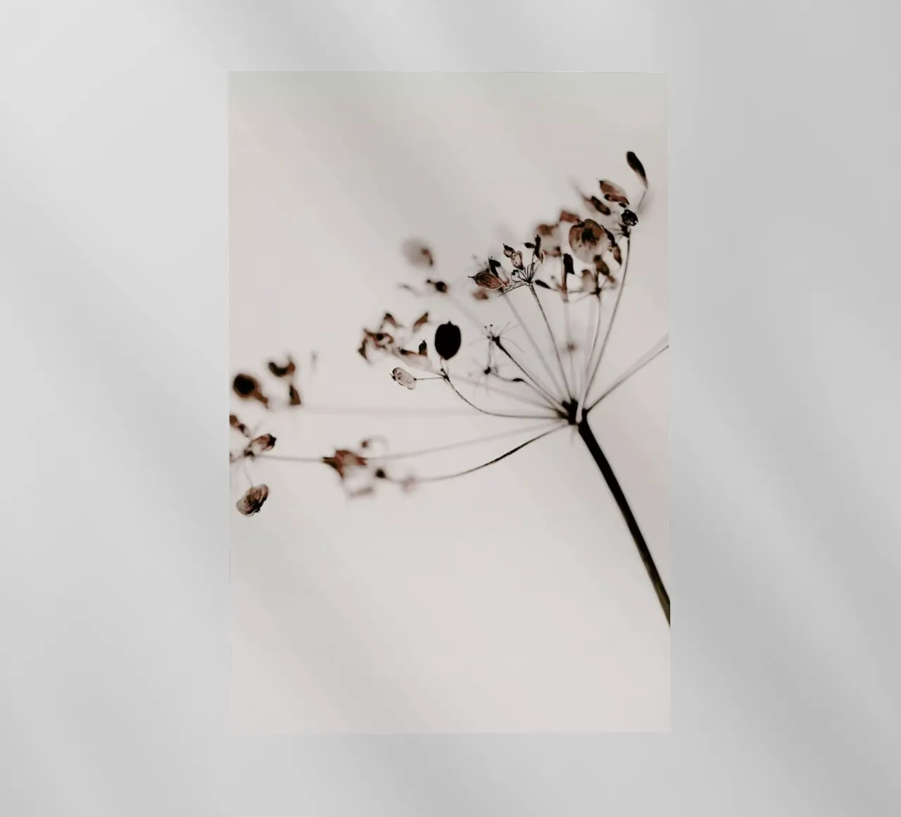Dried Flowers Anetum 1 pellicola backlit da Monika Strigel