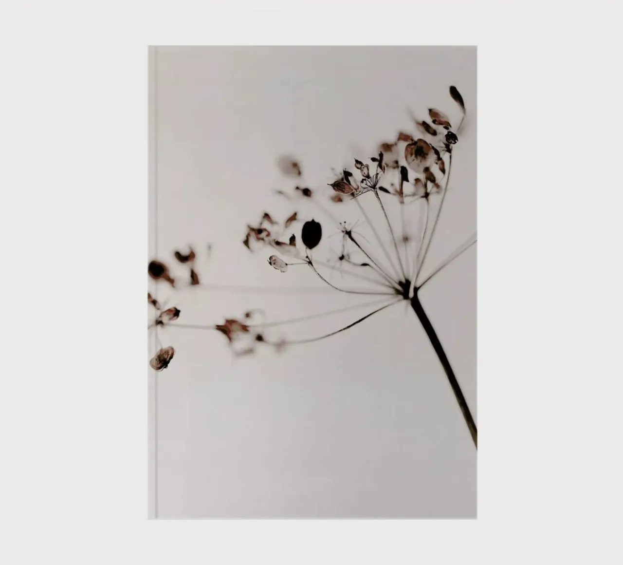 Dried Flowers Anetum 1 notebook by Monika Strigel