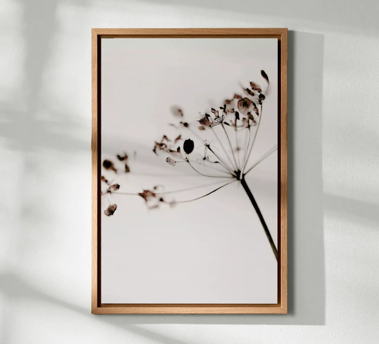 Dried Flowers Anetum 1 alluminio dibond da Monika Strigel
