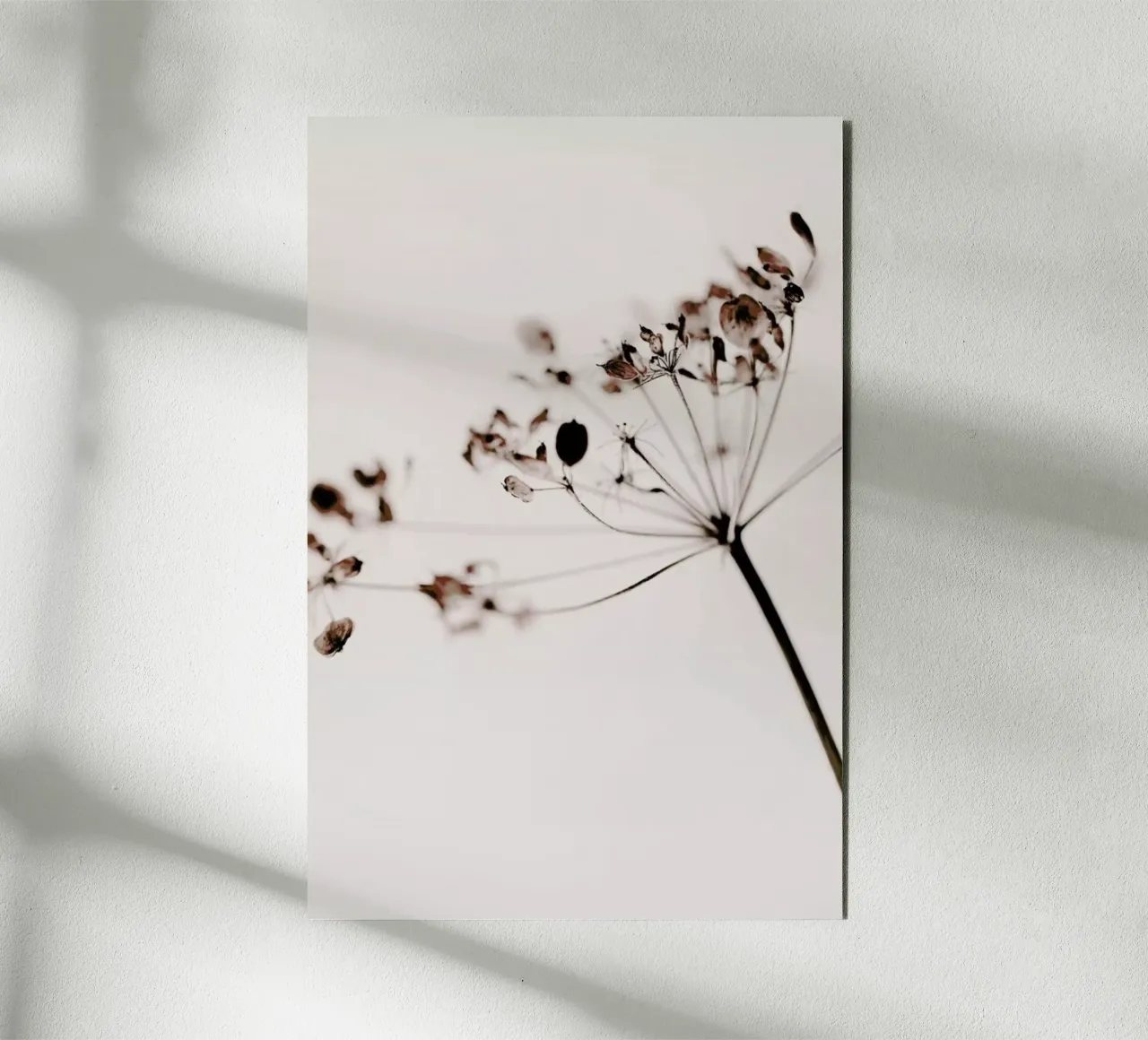 Dried Flowers Anetum 1 alluminio dibond da Monika Strigel