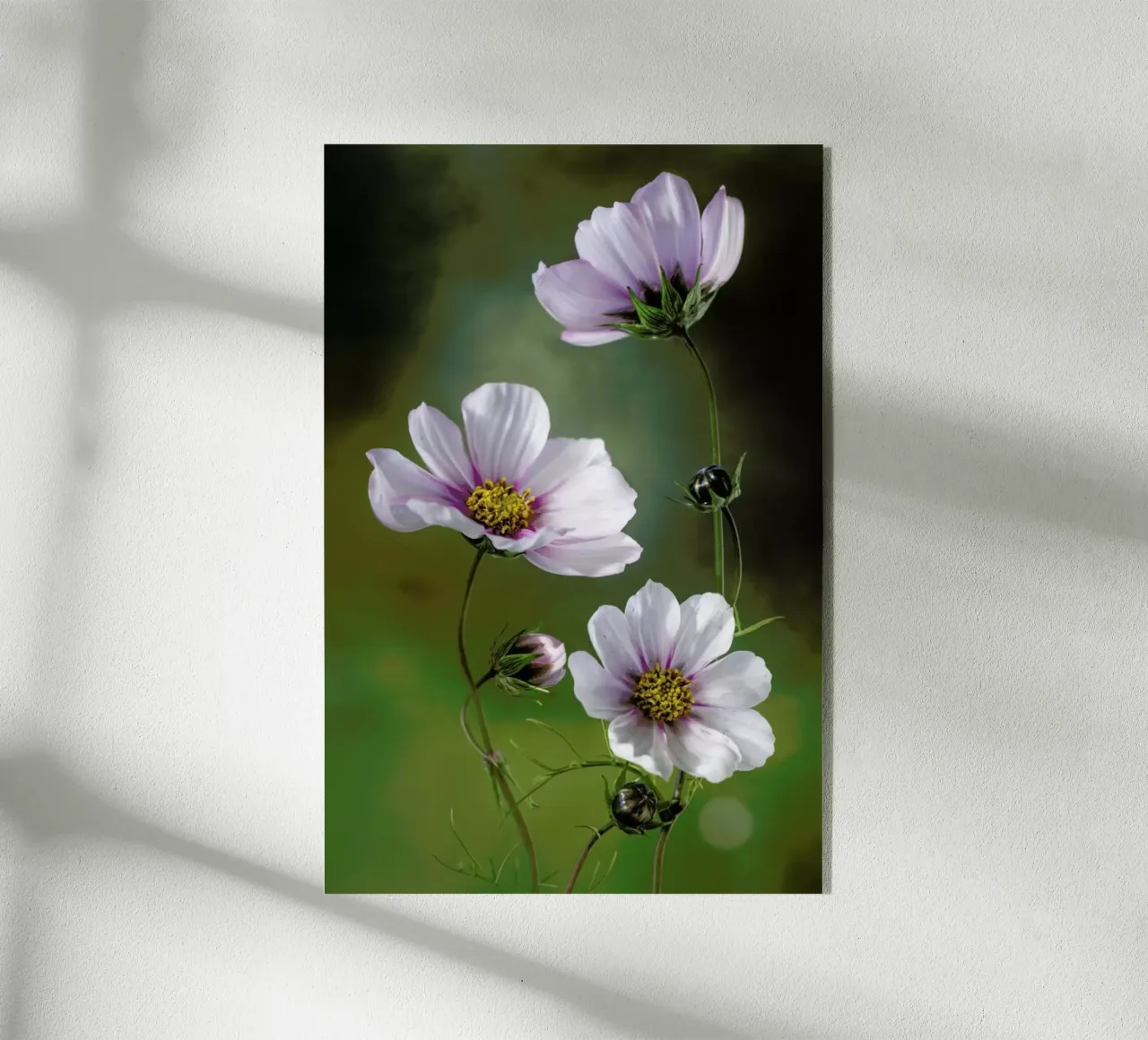 Cosmos - Mandy Disher plexiglass da Pictufy