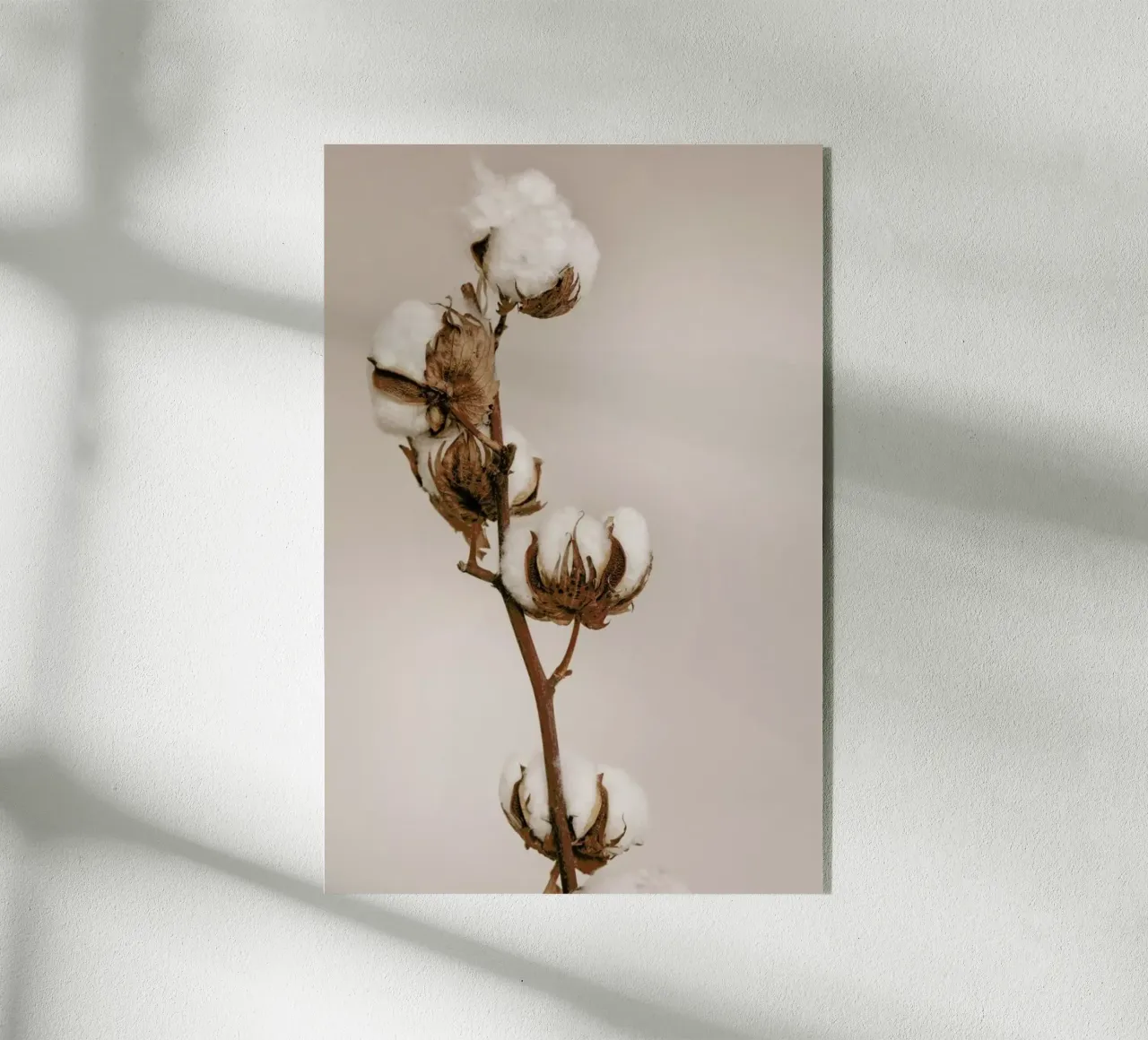 Cotton Flower plexiglass da Monika Strigel