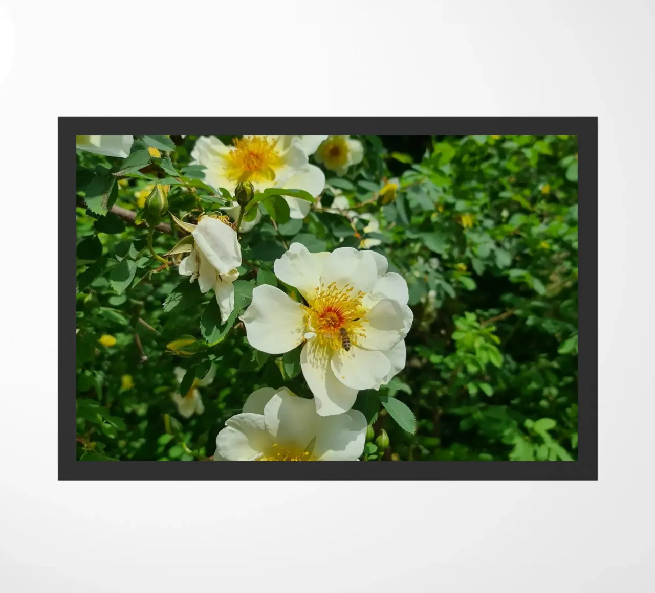 Ape e fiore zerbino da Buntblick