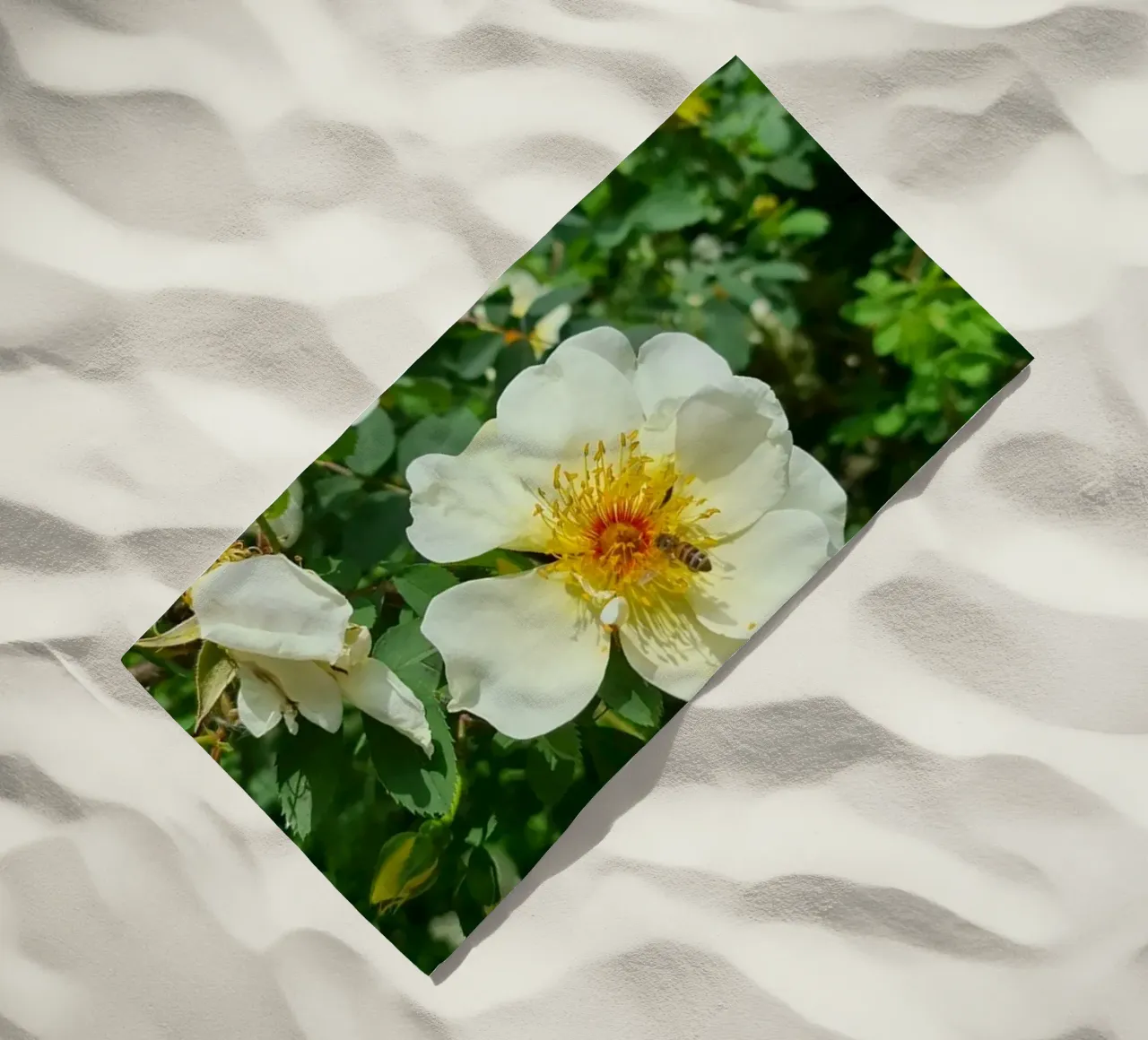 Ape e fiore telo mare da Buntblick