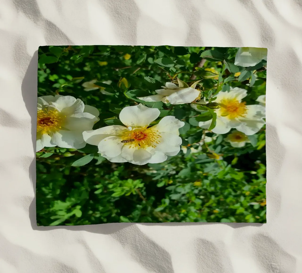 Ape e fiore telo mare da Buntblick