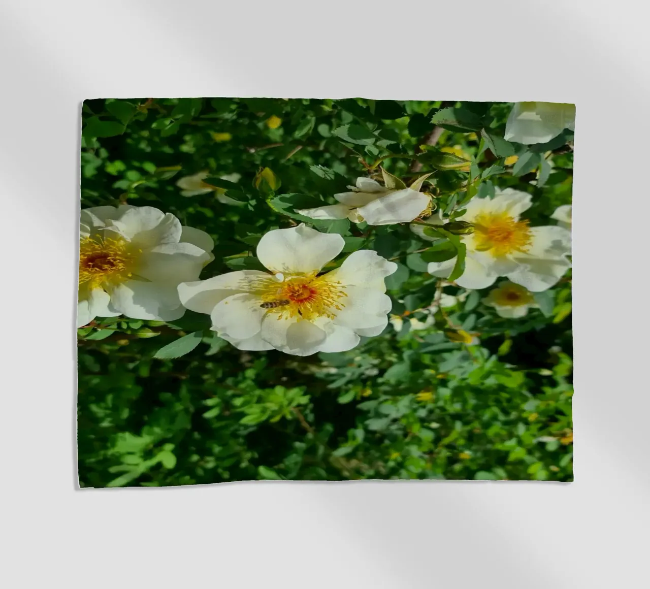 Ape e fiore telo mare da Buntblick