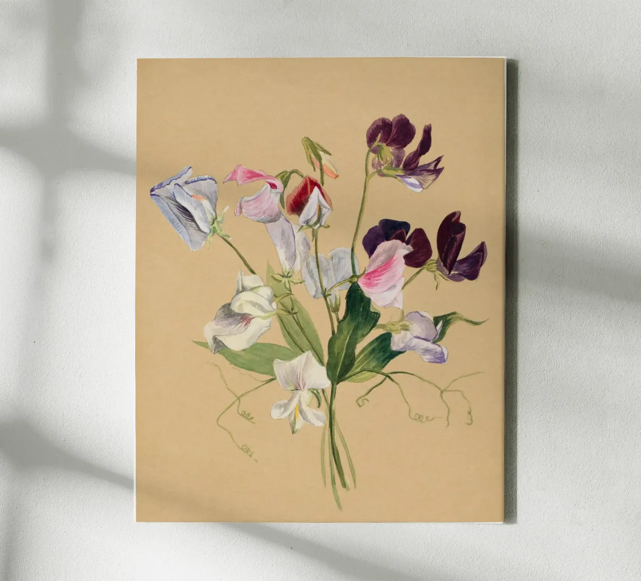 Flower Study tela da Second Canvas