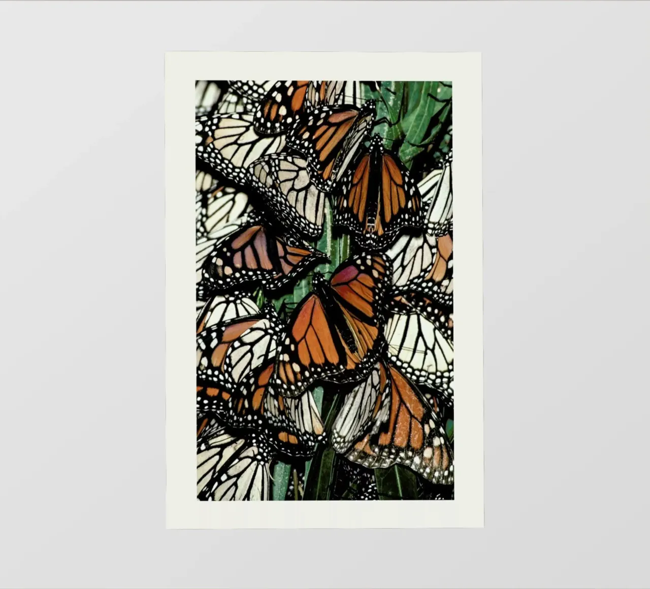 Butterflies telo in pvc da Natural Kingdom