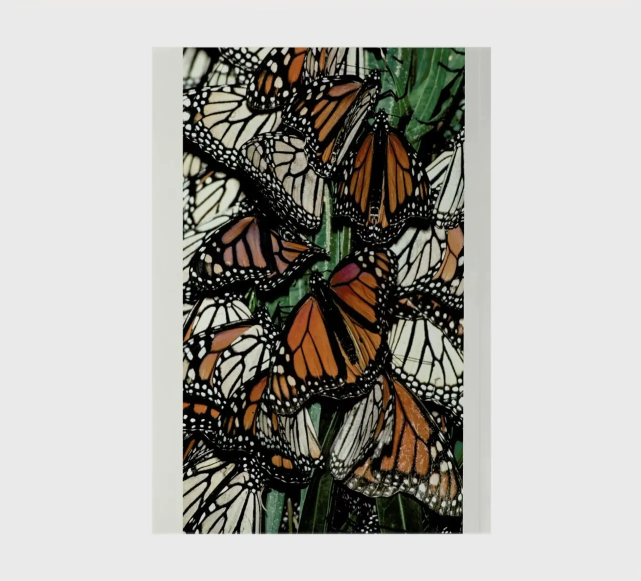 Butterflies notebook by Natural Kingdom