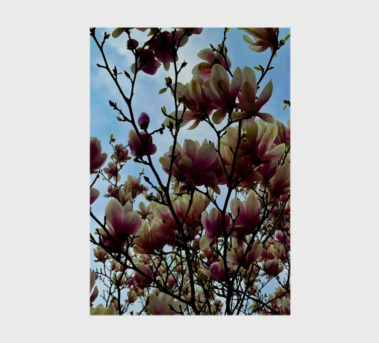 Magnolie notebook by Dorothea Baur