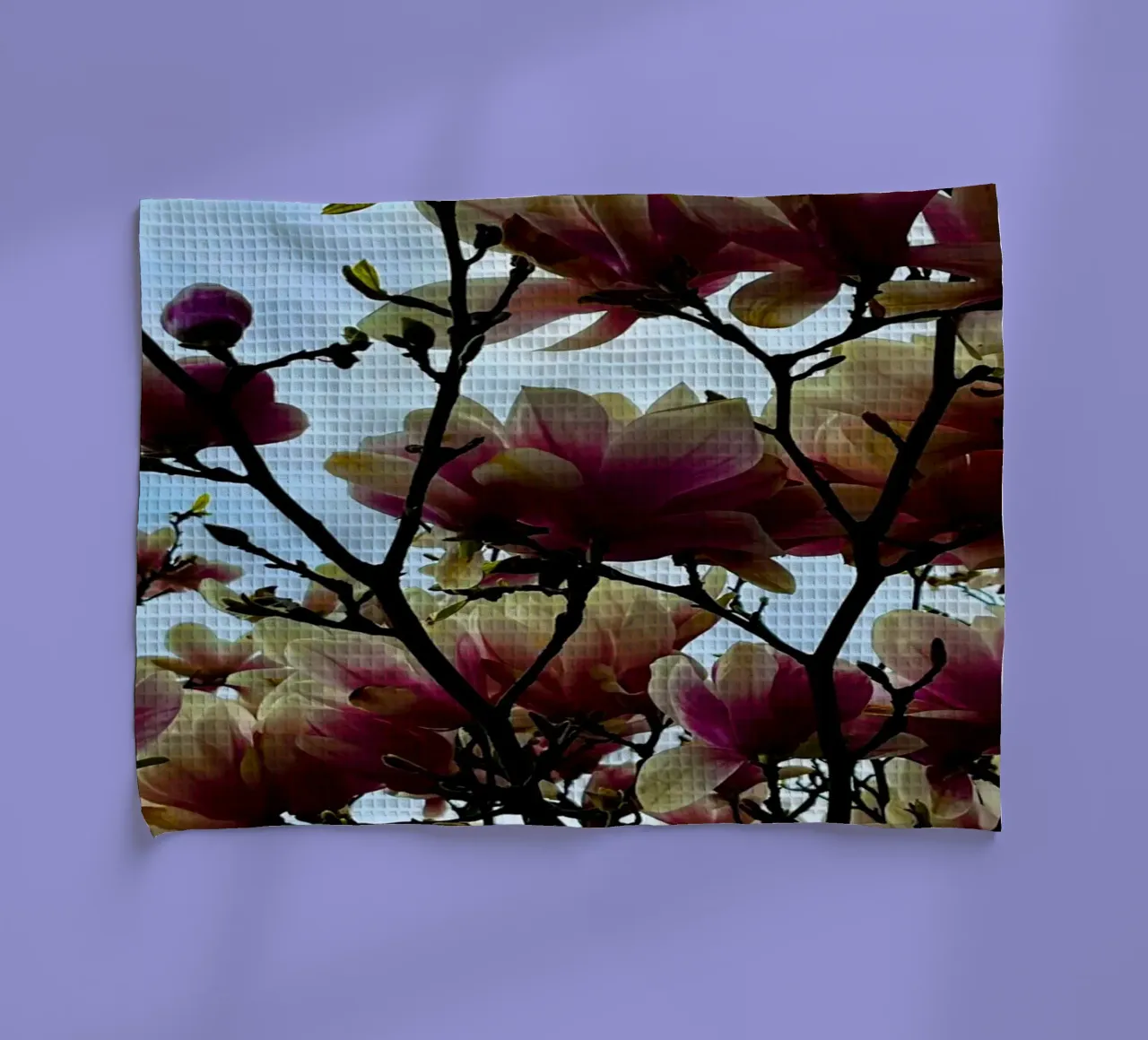 Magnolie torchon de Dorothea Baur