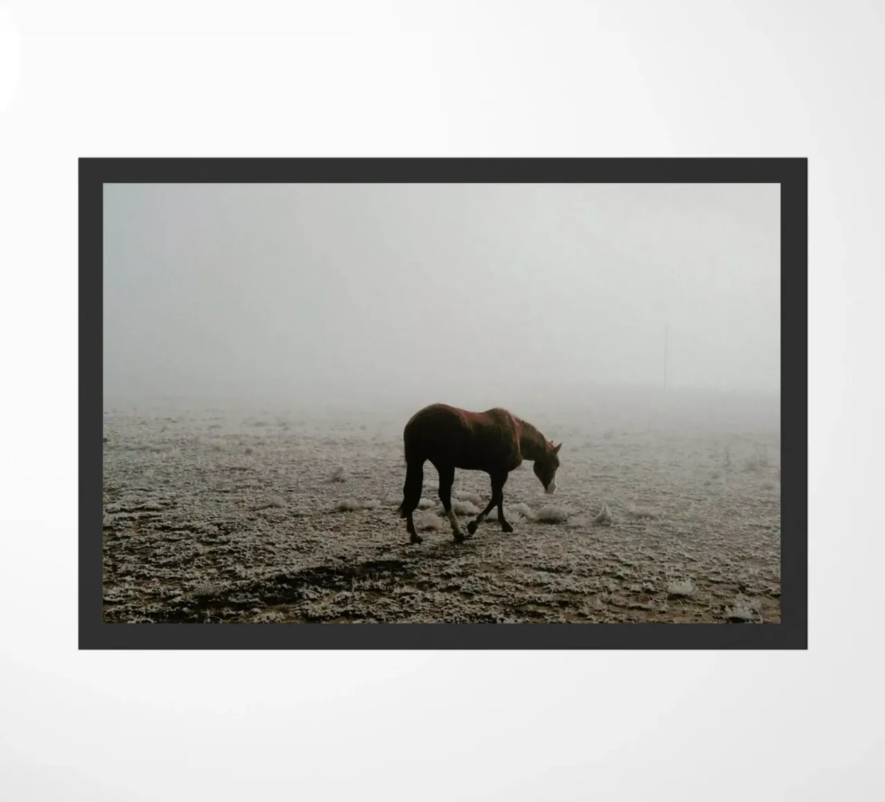 Fogged Horse zerbino da Kevin Russ