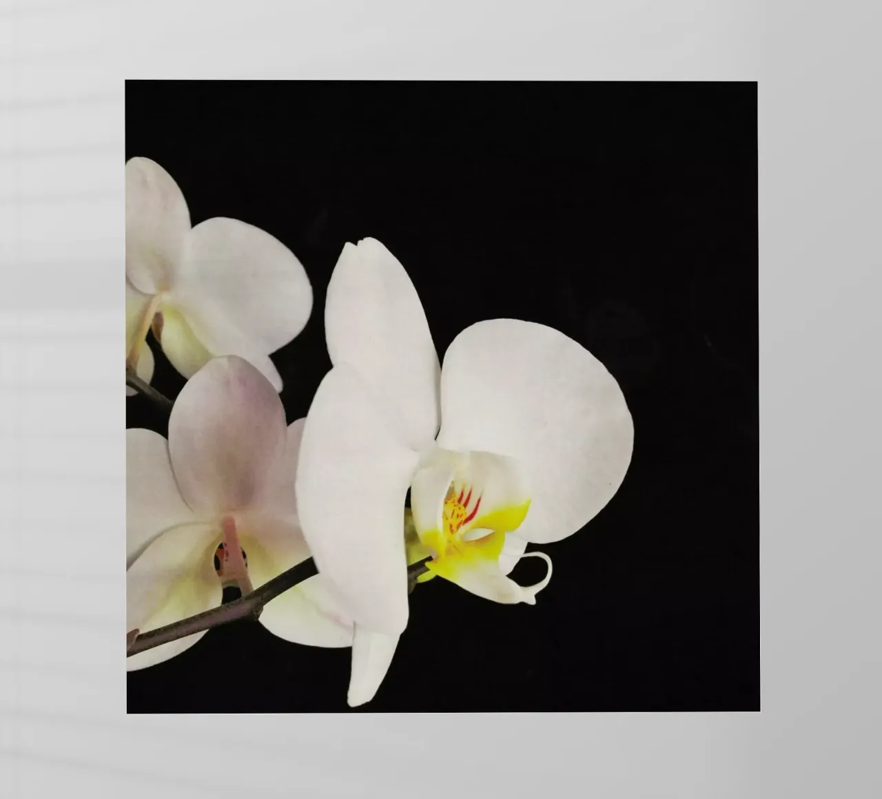 Orchidea bianca e nera pellicola backlit da Cassia Beck Photography