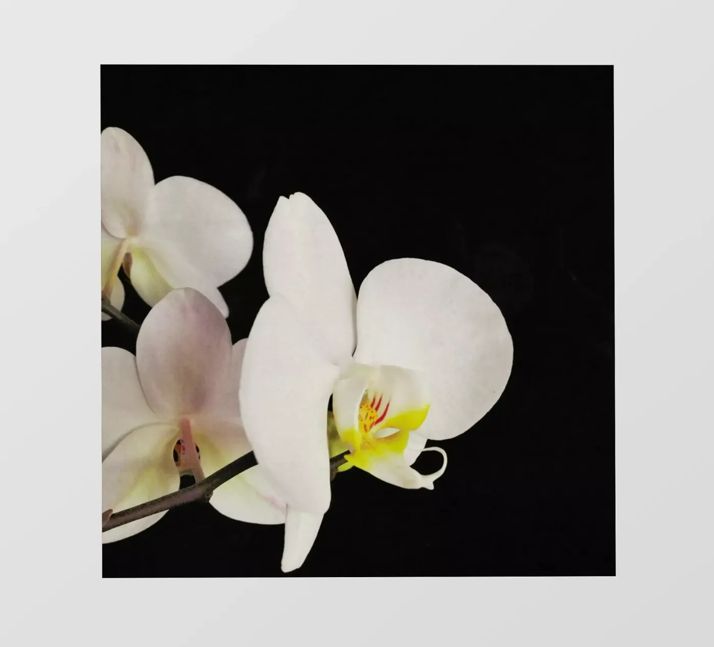 Orchidea bianca e nera pellicola backlit da Cassia Beck Photography