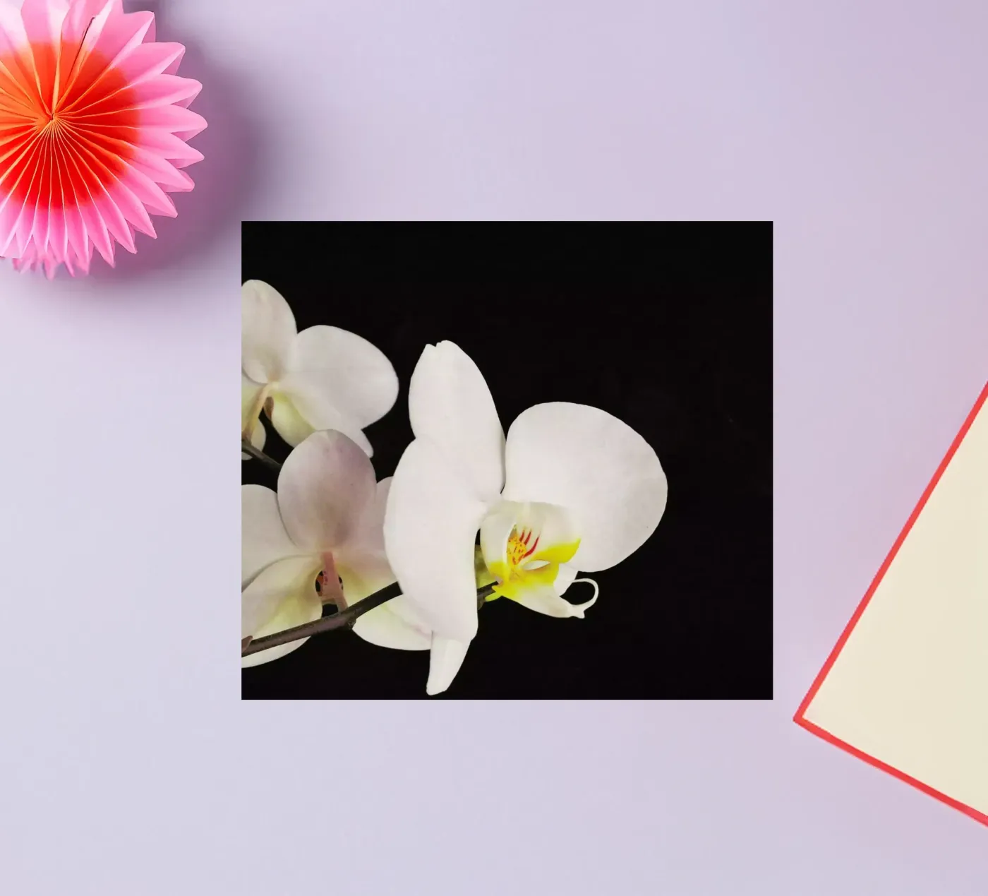 Orchidea bianca e nera adesivo da Cassia Beck Photography