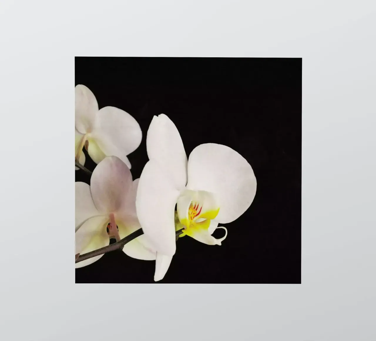 Orchidea bianca e nera adesivo da Cassia Beck Photography