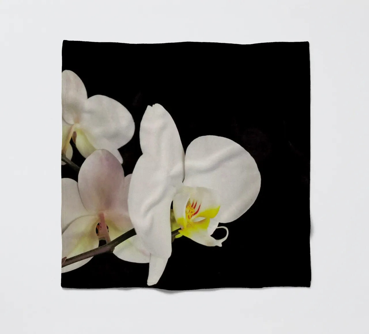Orchidea bianca e nera coperta in pile da Cassia Beck Photography