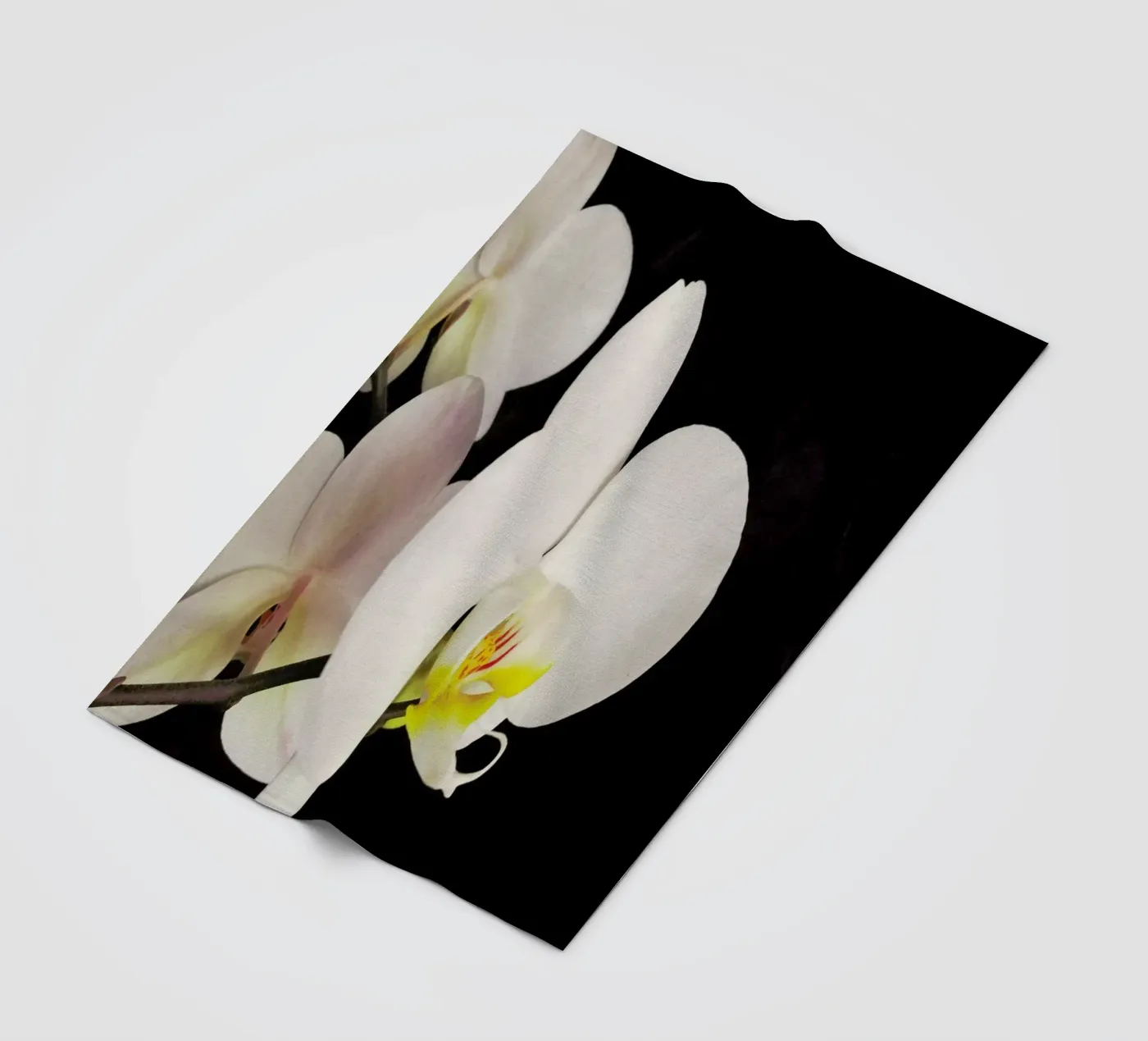 Orchidea bianca e nera coperta in pile da Cassia Beck Photography