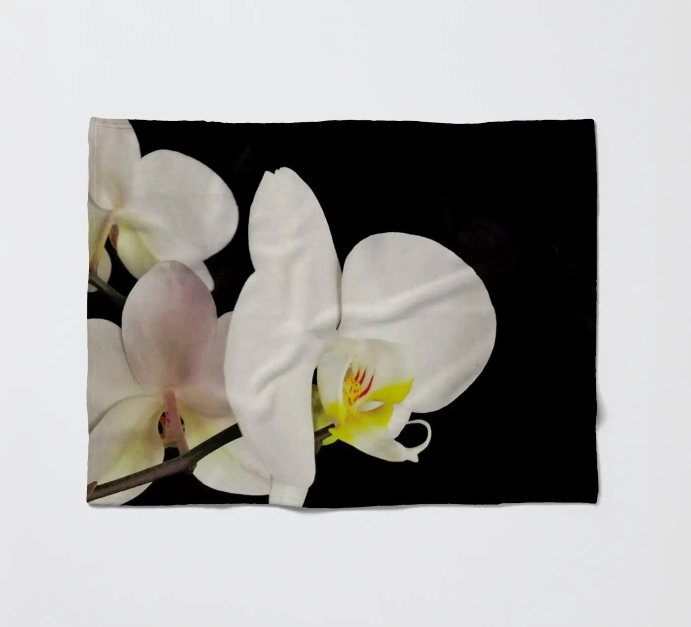 Orchidea bianca e nera coperta in pile da Cassia Beck Photography