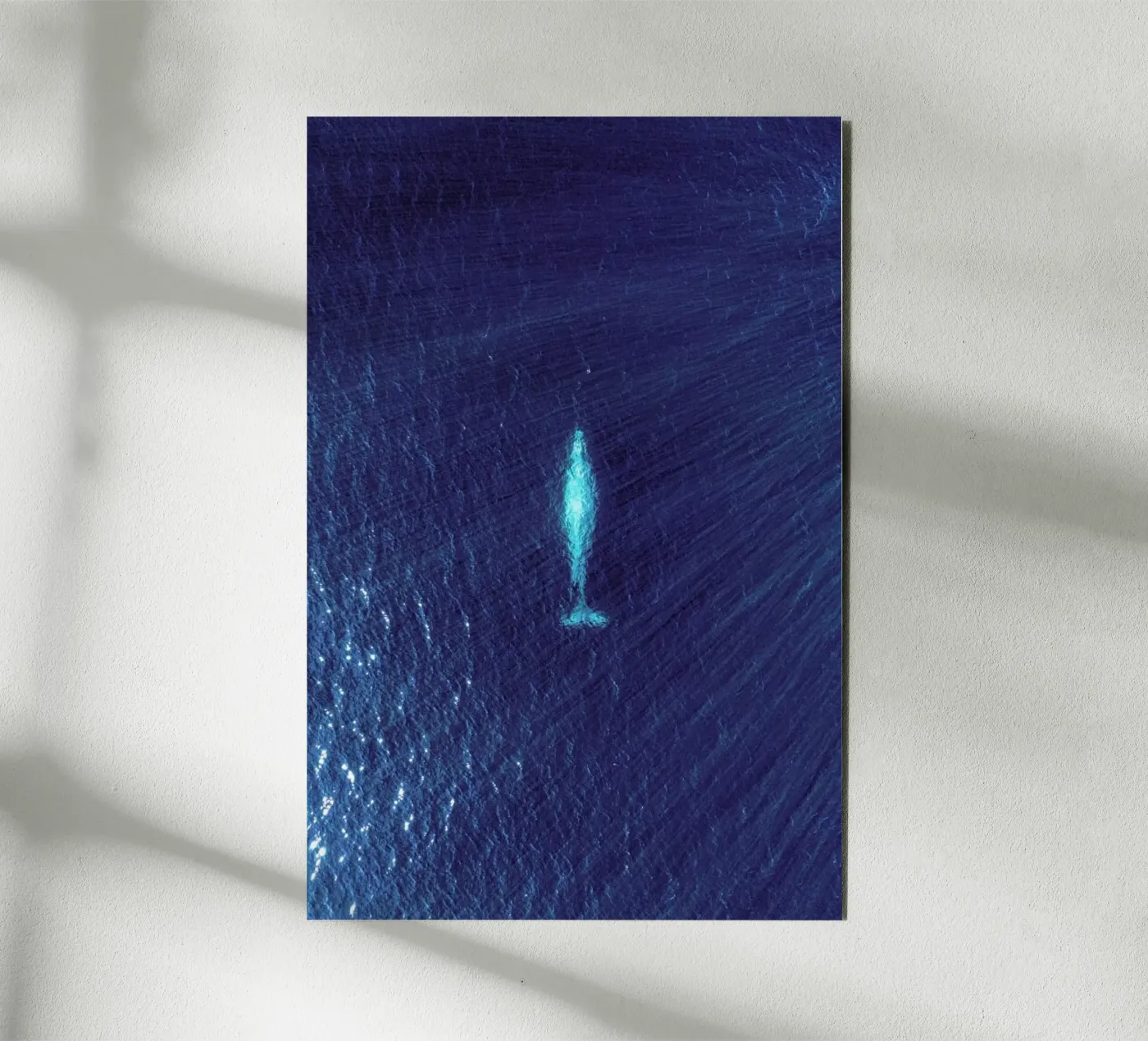 Whale alluminio dibond da ROBERTO H