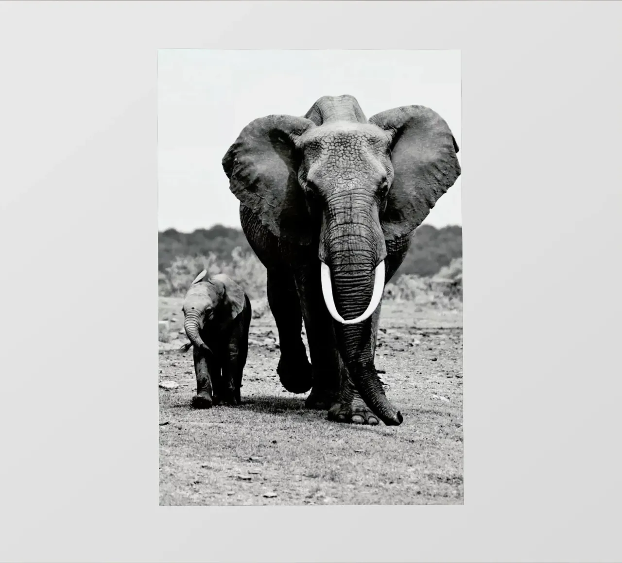 Big and Little pellicola backlit da Natural Kingdom