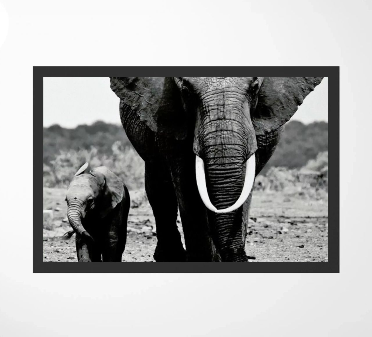 Big and Little zerbino da Natural Kingdom
