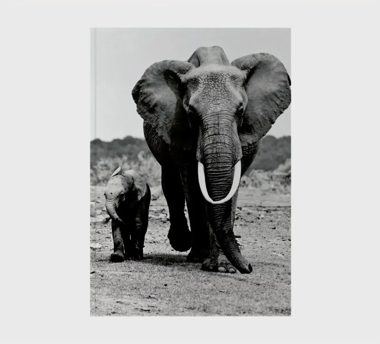 Big and Little notebook by Natural Kingdom