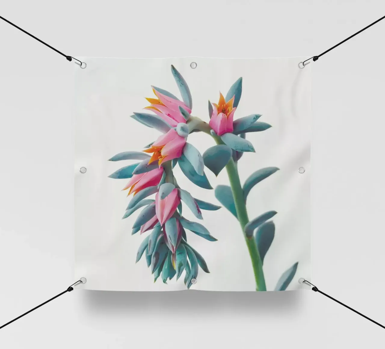 Grappolo di succulente telo in pvc da Cassia Beck Photography