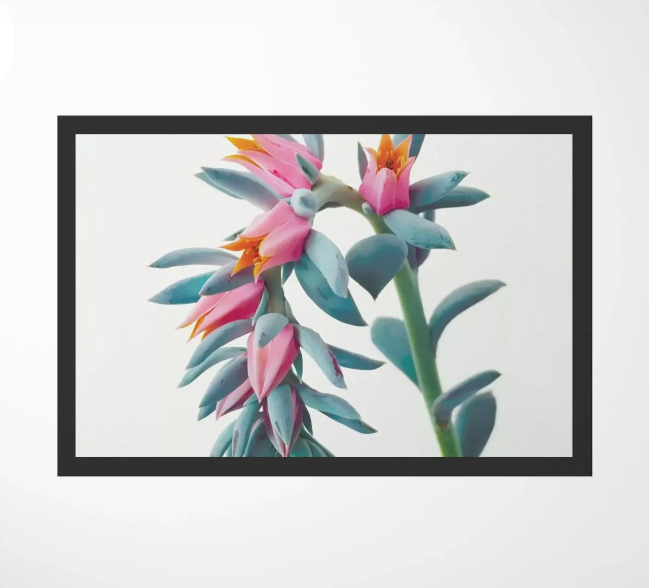 Grappolo di succulente zerbino da Cassia Beck Photography