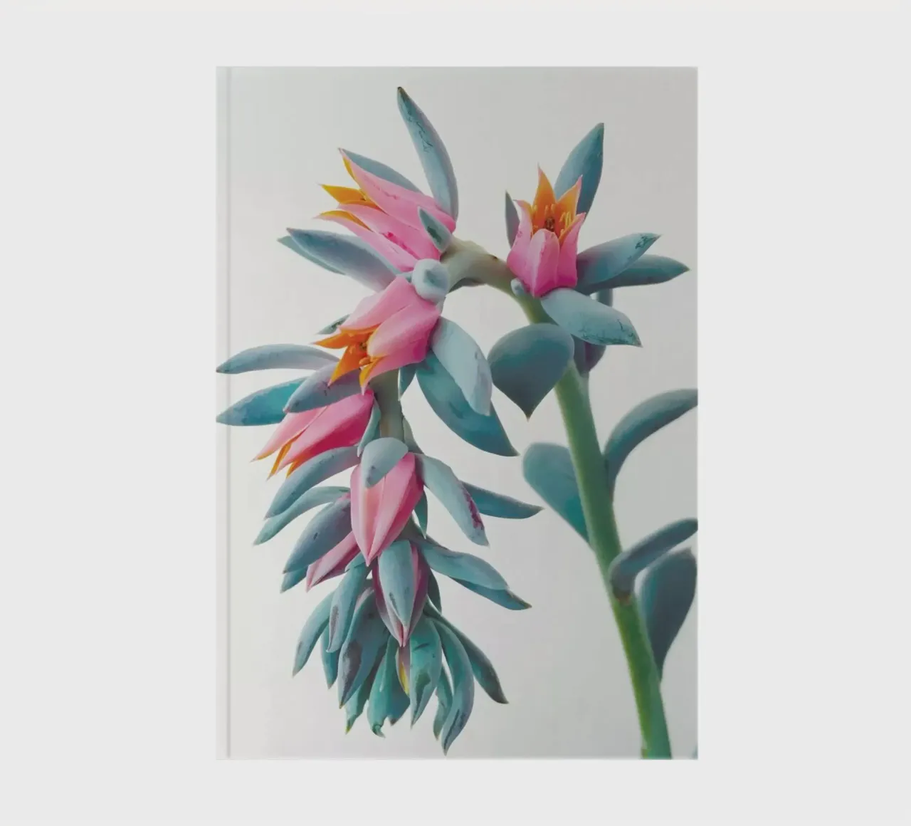 Succulent Cluster notebook by Cassia Beck Photography