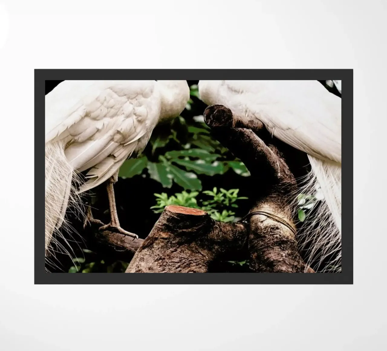 Peacocks zerbino da Natural Kingdom