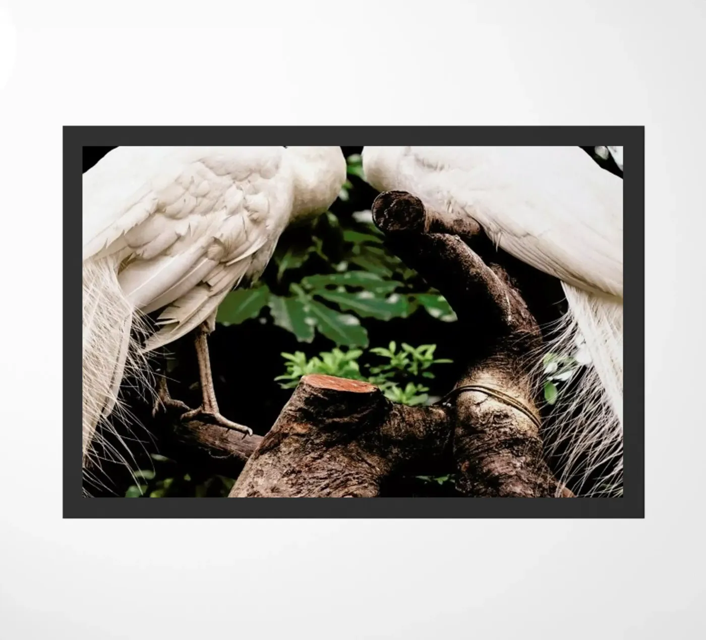 Peacocks zerbino da Natural Kingdom