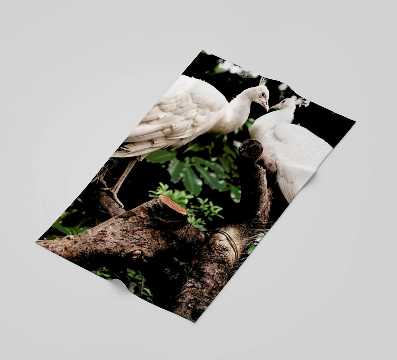 Peacocks telo mare da Natural Kingdom