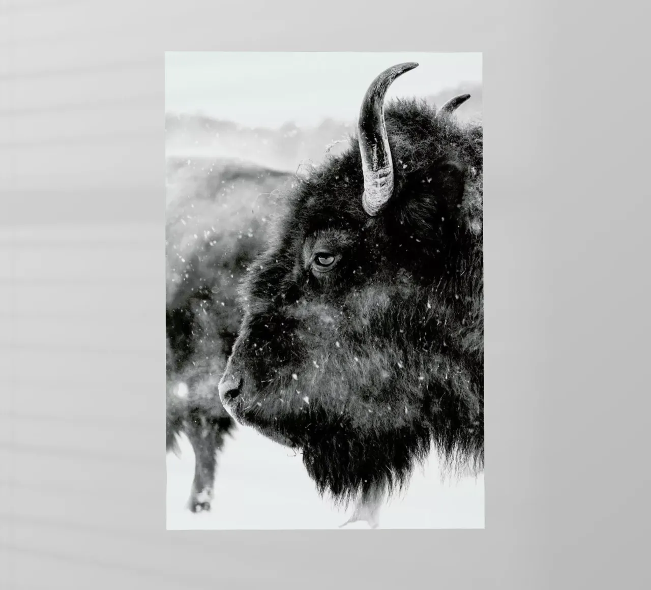 Winter Bison pellicola backlit da Natural Kingdom