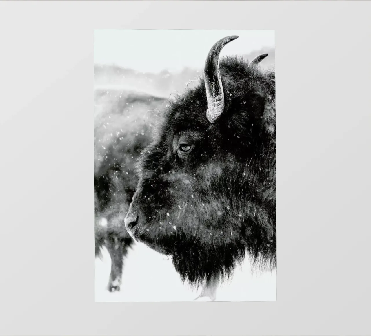 Winter Bison pellicola backlit da Natural Kingdom