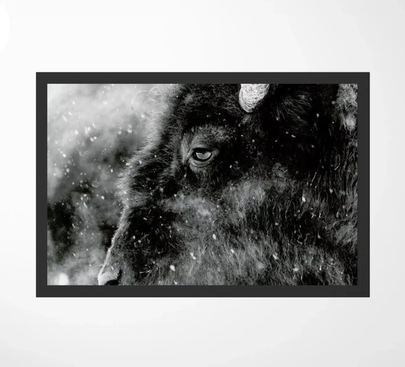 Winter Bison zerbino da Natural Kingdom