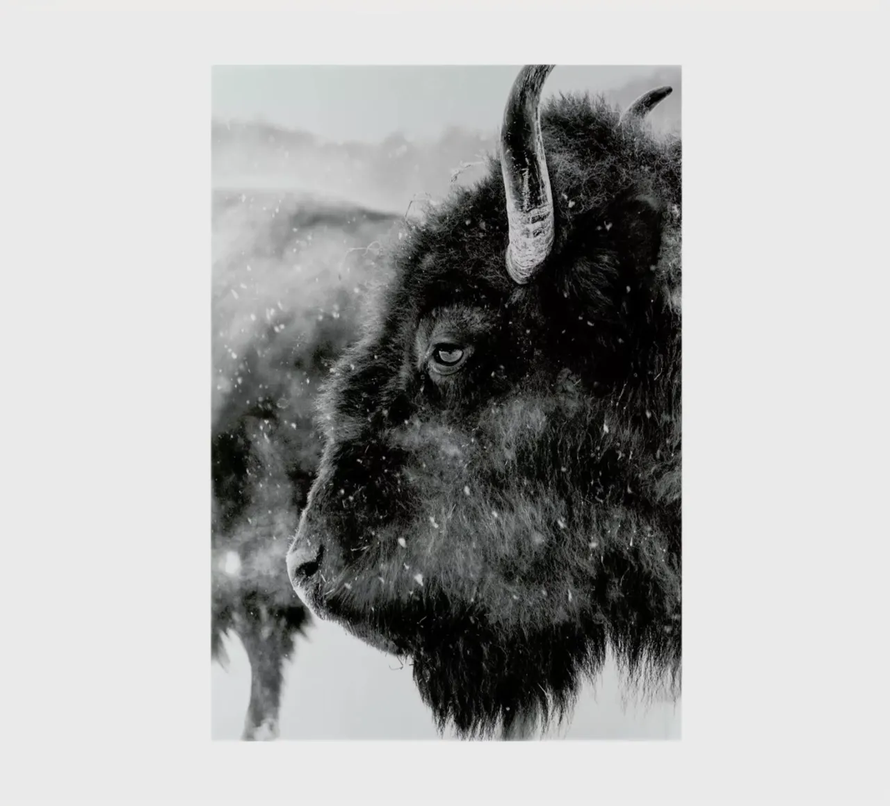 Winter Bison notebook by Natural Kingdom