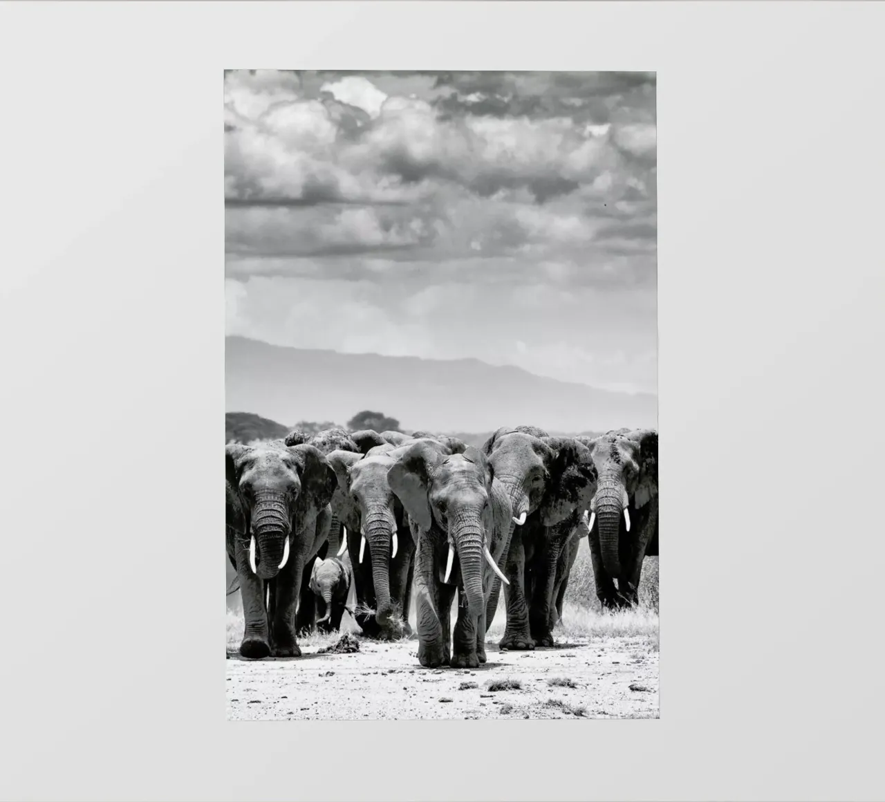 Herd Together pellicola backlit da Natural Kingdom