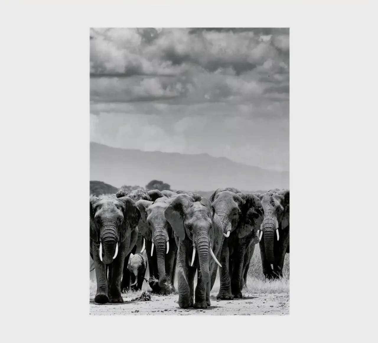 Herd Together Notizbuch von Natural Kingdom
