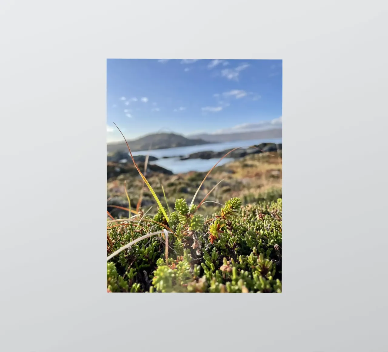 Scottish Sea sticker by Sophies