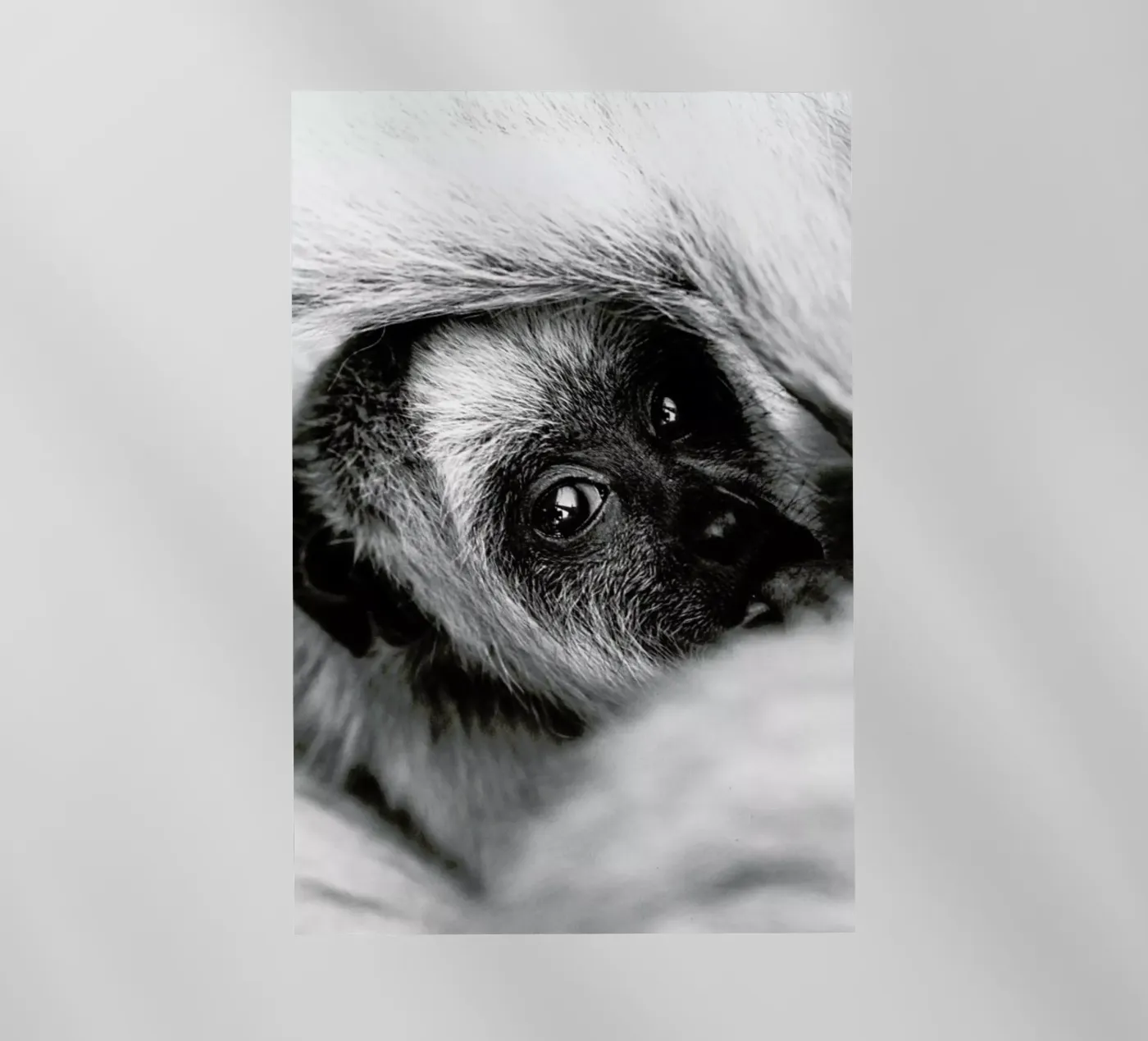 Youngling pellicola backlit da Natural Kingdom